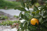 K-01(#10 f3.5).jpg